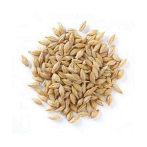 Oats Seeds {Jau} for Pooja 100 gms